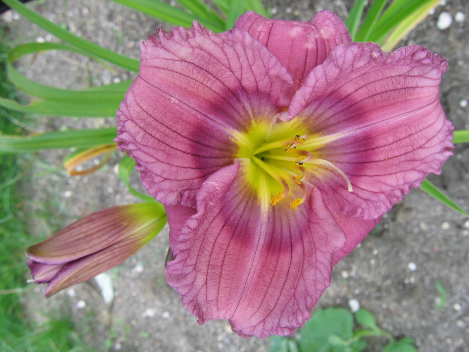 Hemerocallis siloam new toy